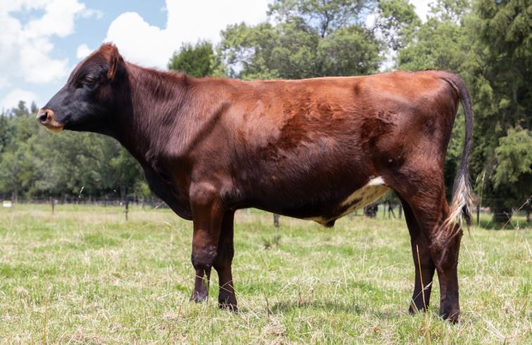 VILJAR FRANCESCO — CO 28507